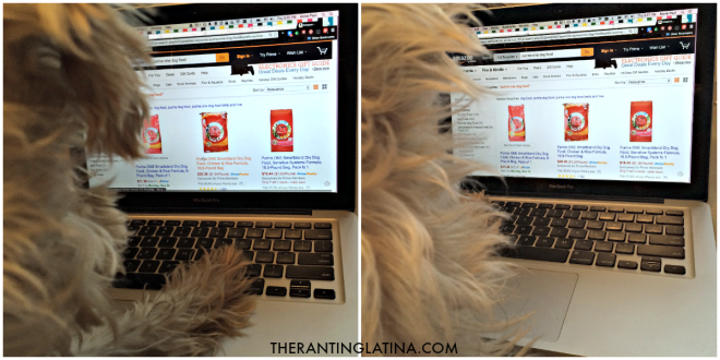 Sparky on Amazon shopping for his Purina ONE