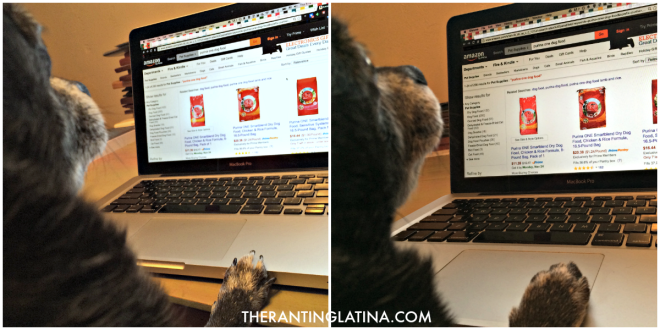 Sparky on Amazon shopping for his Purina ONE